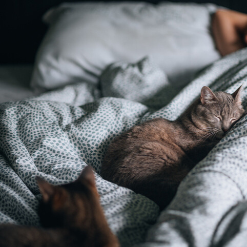 woman in bed with kittens